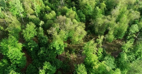 Green forest Video stock 107904259