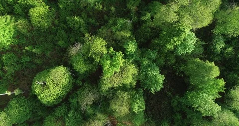 Green forest Stock Footage 107904262
