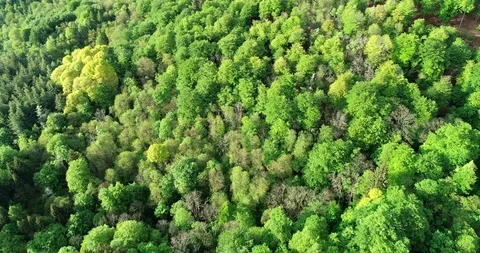 Green forest Video stock 107904304