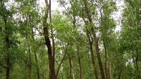 Green Forest 動画素材 108115219