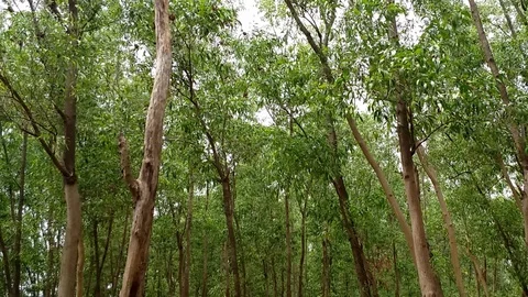 Green Forest Stock Footage 108116429