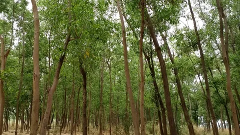 Green Forest Stock Footage 108179941