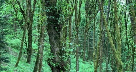 Green Forest Stock Footage 108683239