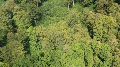 Green forest Stock Footage 120006316