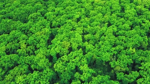 Green Forest 스톡 동영상 131318821