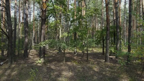 The green forest. Stock Footage 160911241