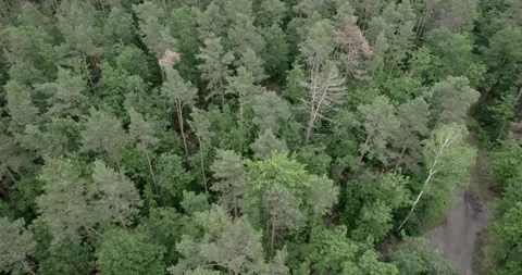 Green forest Stock Footage 164958633