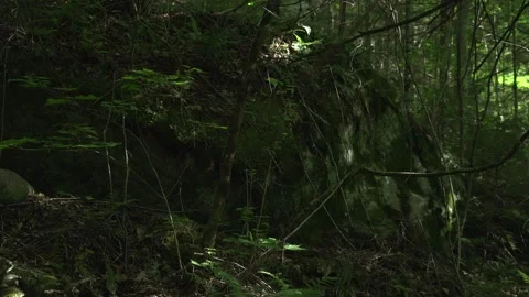 Green forest Stock Footage 171342053