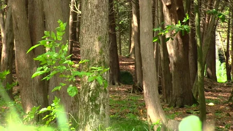 GREEN FOREST Stock Footage 179470438