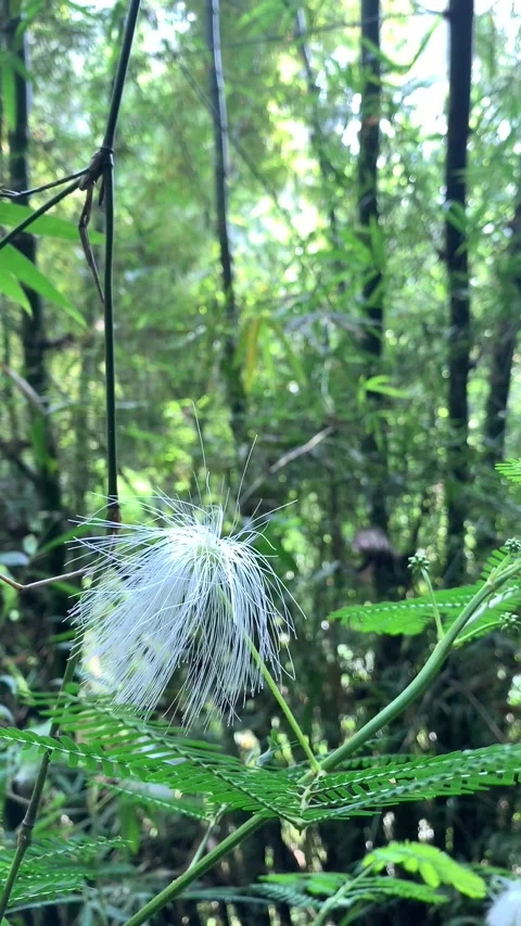 Green forest Stock Footage 208599204