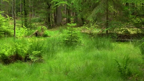 Green Forest Stock Footage 244806777