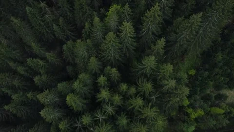 Green Forest Stock Footage 249178489