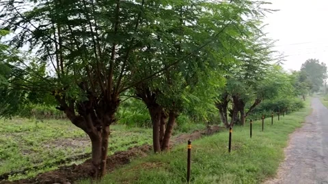 Green Forest 스톡 동영상 251163080