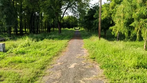 Green Forest 스톡 동영상 251163108