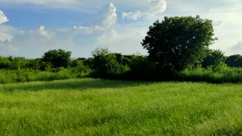 Green Forest Stock Footage 251163114