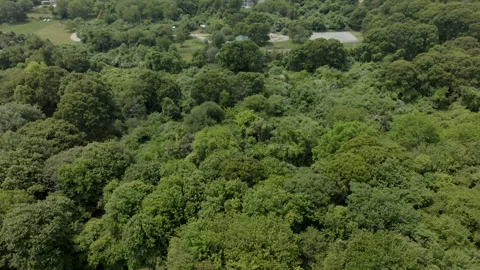 Green Forest Video stock 260861120