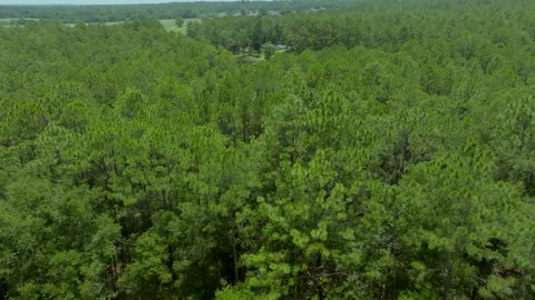 Green Forest Video stock 260861488