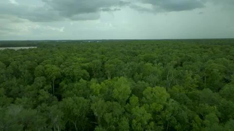 Green Forest Video stock 260861735