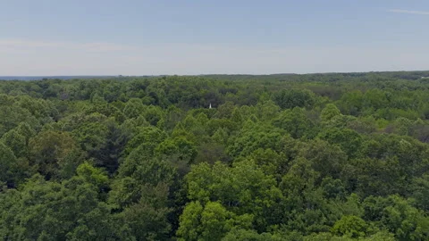 Green Forest Video stock 260861951