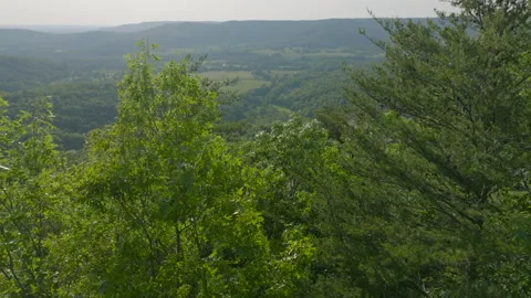 Green Forest Video stock 260861981