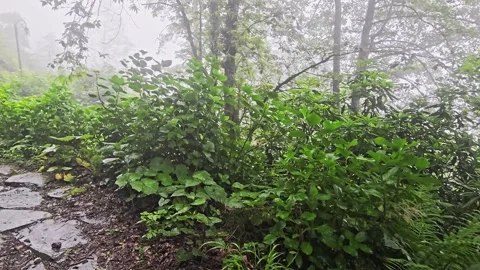 A green forest with a. Stock Footage 282797076