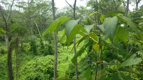 Green forest Video stock 291407599