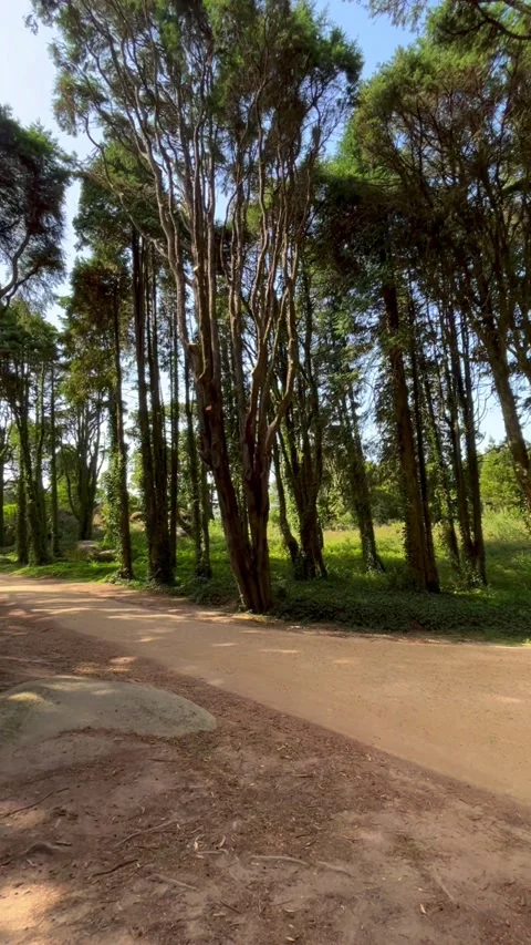 Green forest Stock Footage 304446145