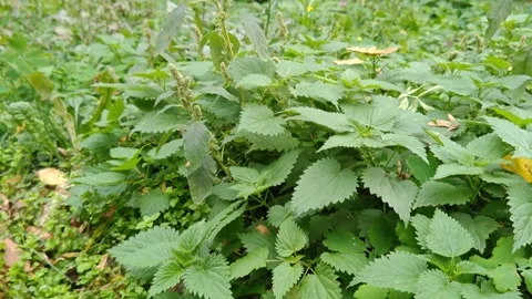 Green Forest Video stock 318320255