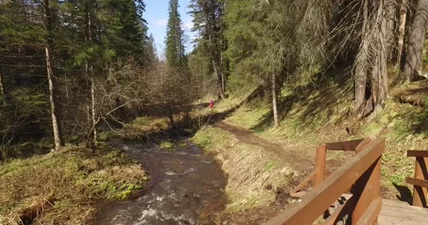 Green forest, forest stream, beautiful, summer Stock Footage 275333071