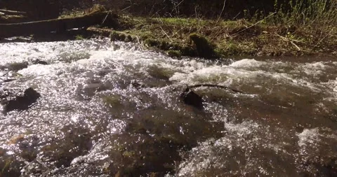 Green forest, forest stream, beautiful, summer Stock Footage 275333418