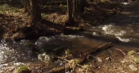 Green forest, forest stream, beautiful, summer Stock Footage 275333521