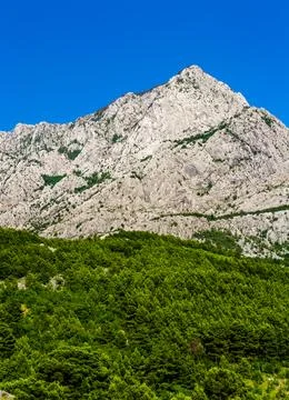 Green forest in front of the mountain Stock Photos