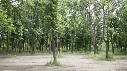 Green Forest Full of Maple Trees During the Day Stock Footage 300489826