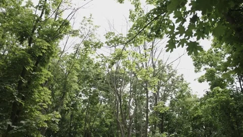 Green Forest Full of Maple Trees During the Day Stock Footage 300489828
