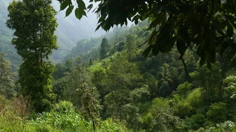 Green forest full of trees and plants in a hill Stock Footage 247266663