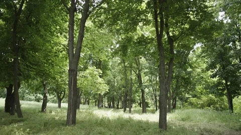 Green Forest Full of Trees and Grass on a Sunny Day Stock Footage 300490095