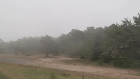 Green forest full of trees, pines, plants on a foggy day in autumn in Catalon Video stock 137297972