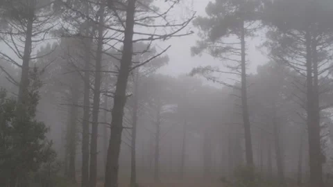 Green forest full of trees, pines, plants on a foggy day in autumn in Catalon Video stock 137566463