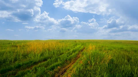 Green forest glade with ground road at summer day time lapse scene Stock Footage 249650688