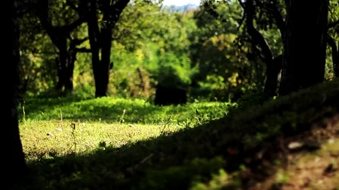 Green forest glade in the light Stock Footage 99117082