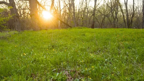 Green forest glade at the sunset, spring forest evening time lapse scene Stock Footage 129764208