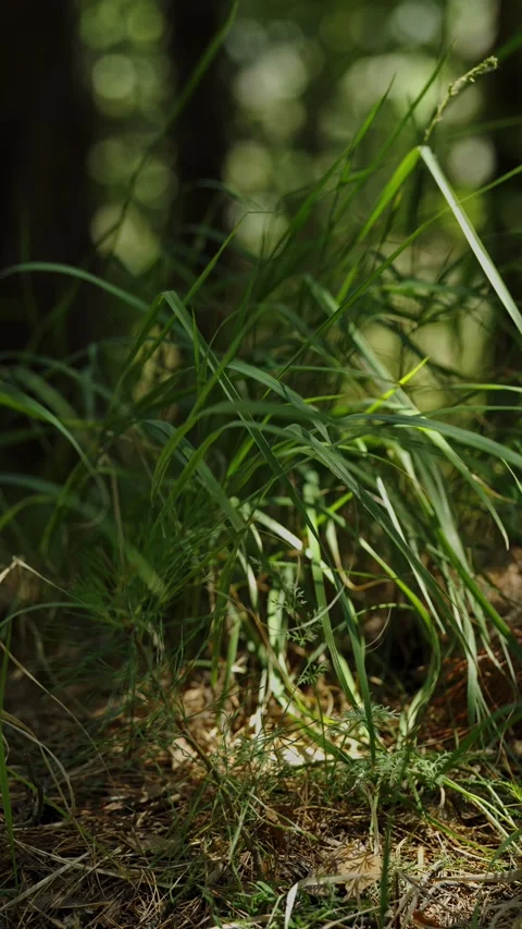 Green forest grass swaying gently in sunbeam on ground outside Stock Footage 337389511