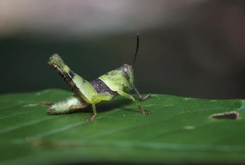 Green forest grasshopper sitting on a leaf. Stock Photos