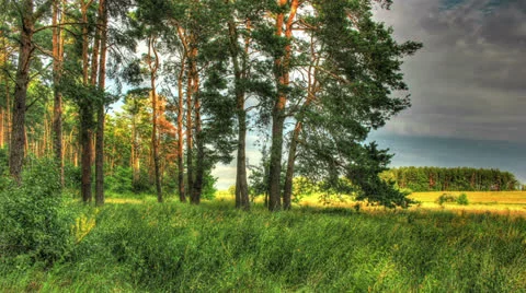 Green Forest. HDR Timelapse Shot Motorized Slider Stock Footage 25298095