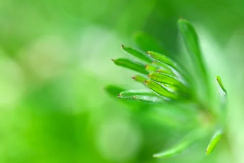 Green forest herb background Stock Photos