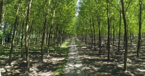 Green forest, high tree with green foliage. Tuscany park in summer season, sun Stock Footage 153482360