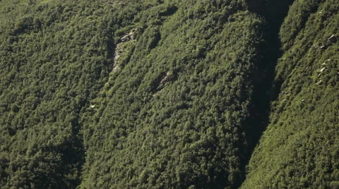 Green forest on the hillside Stock Footage 68535983