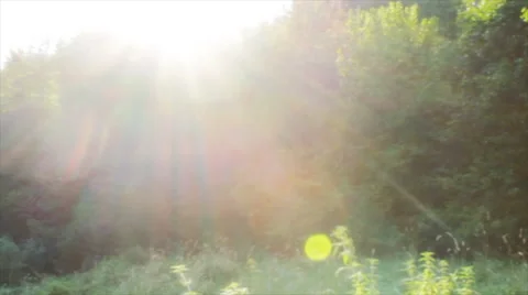 Green forest illuminated by the sun Video stock 68617847