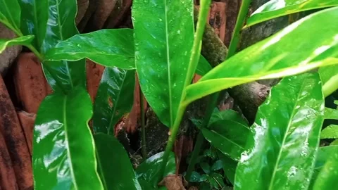 Green forest in indonesia Stock Footage 194143835