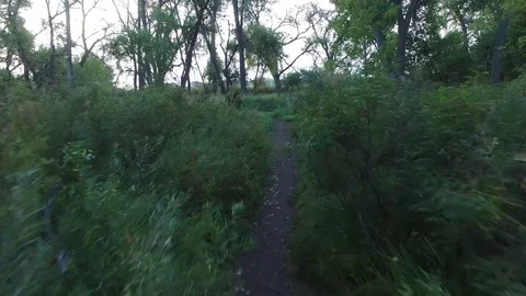 Green Forest Lake flight down Path stop facing lake 4K Stock Footage 78254807